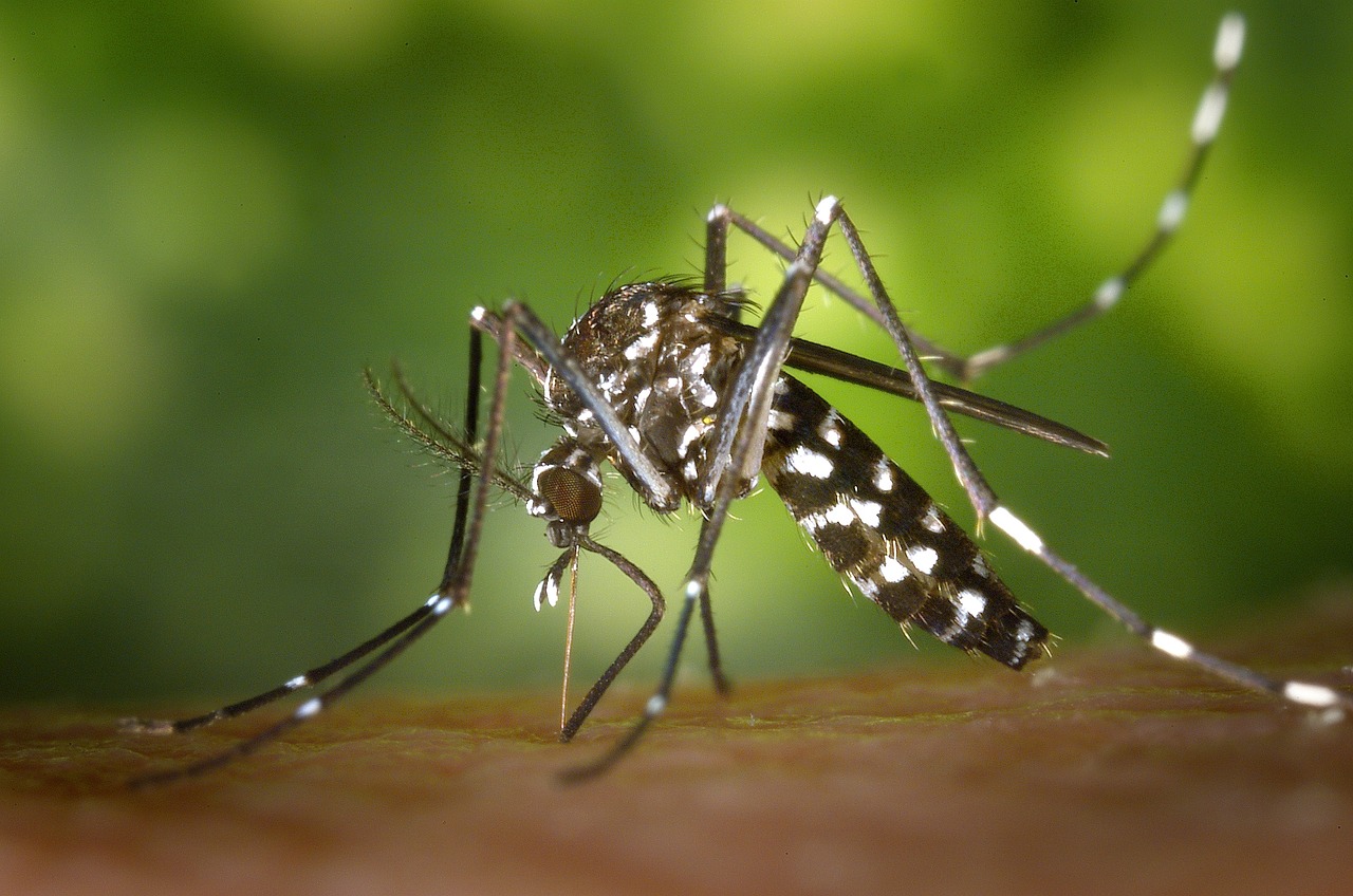Országszerte megkezdődik a szúnyoggyérítés – ezek a vármegyék érintettek