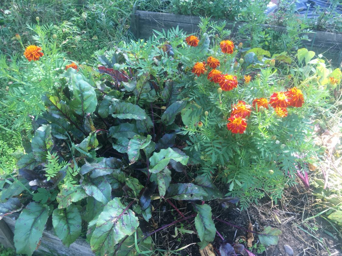 Így védekezzen vegyszermentesen a kártevők ellen: ültessen védőnövényeket a kiskertbe!