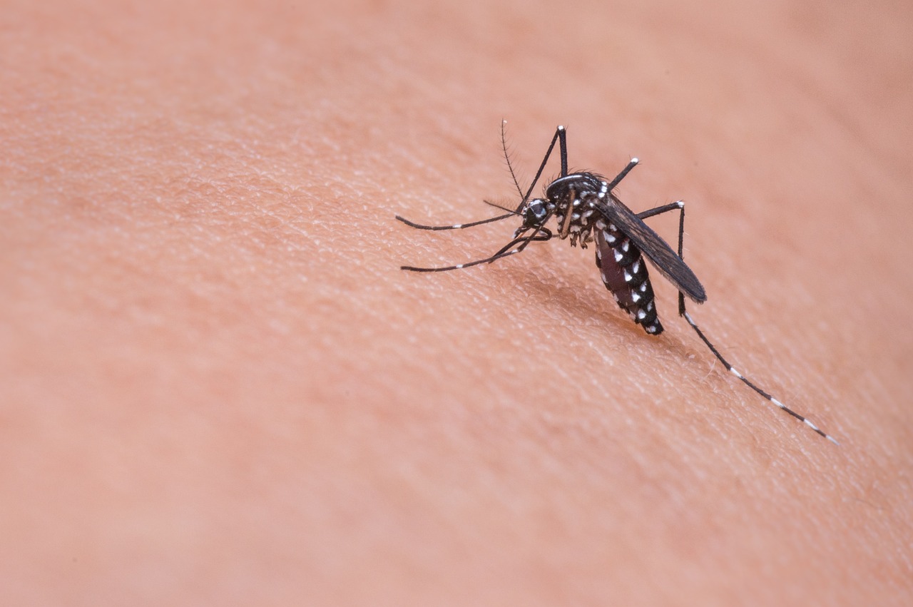Újabb betegségeket terjeszthetnek a Magyarországon megjelenő szúnyogfajok