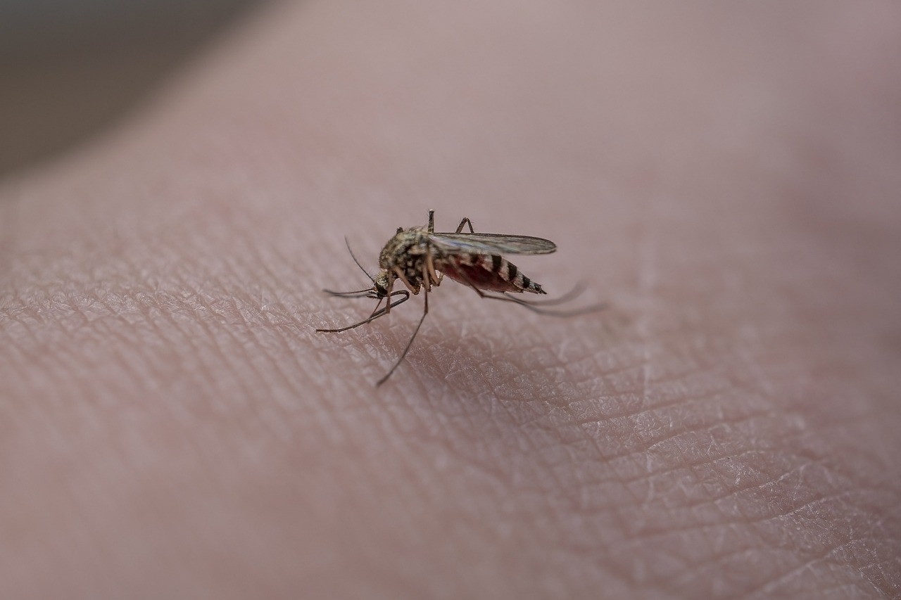 Átfogó szúnyoggyérítés kezdődik az országban