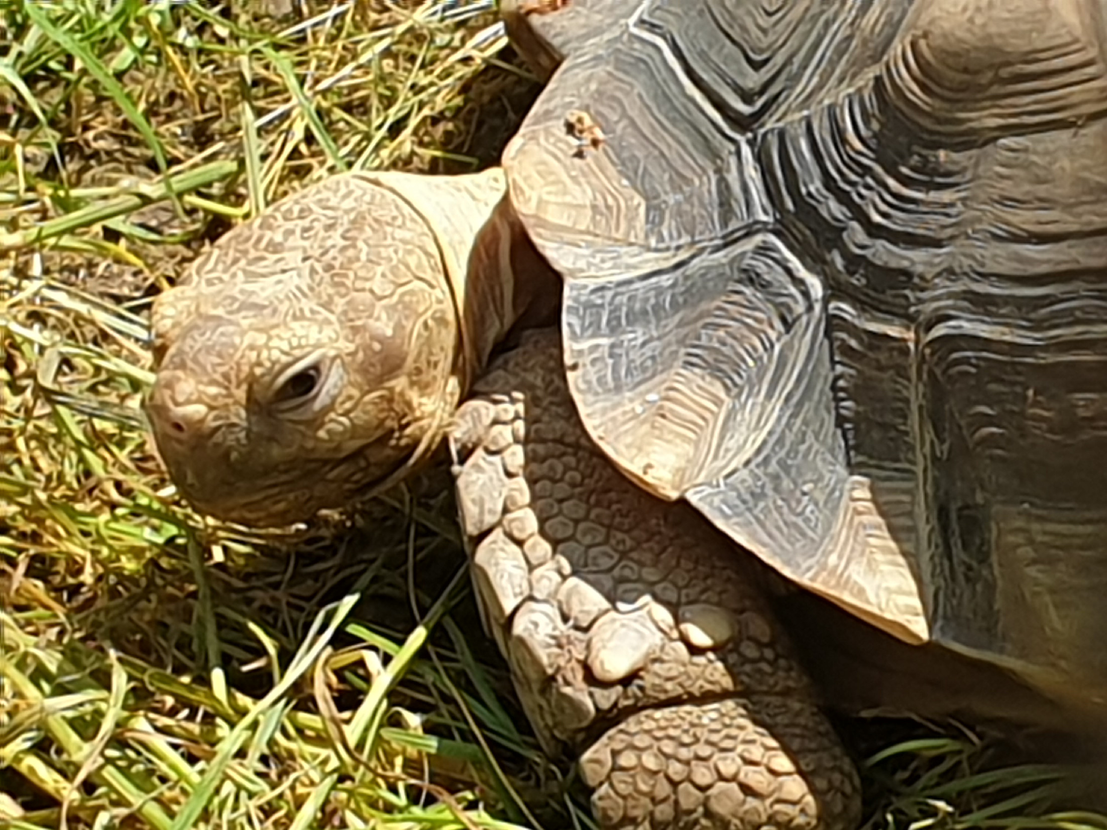 Szaharai sarkantyús teknős bukkant fel egy bükki családi ház udvarán