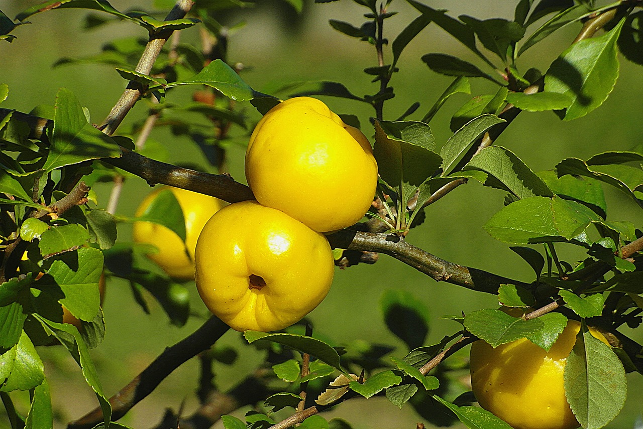 Rossz az emésztése? A birsalma lehet a megoldás