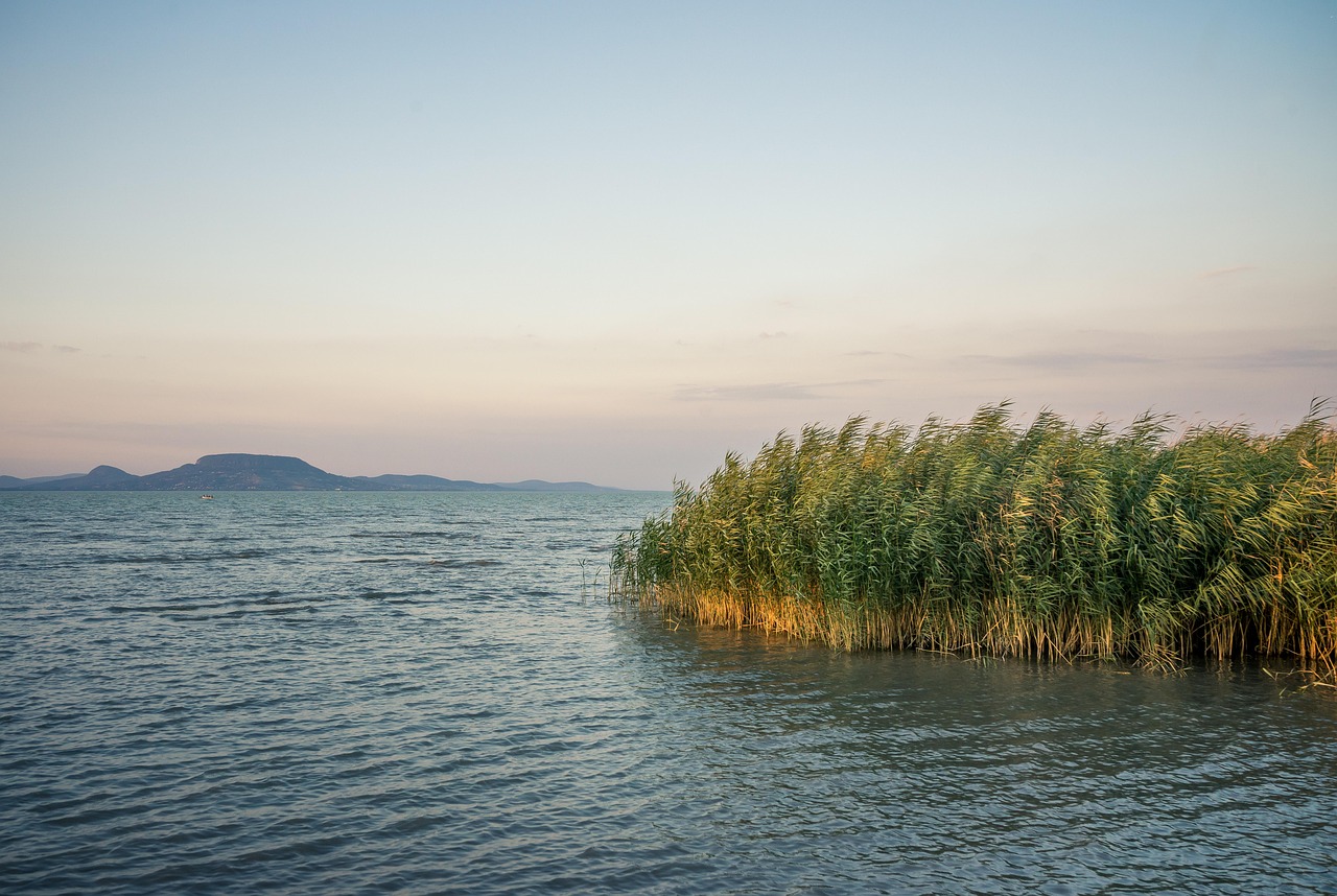 Nagy a baj a Balatonnál: rejtélyes állat tart rettegésben mindenkit