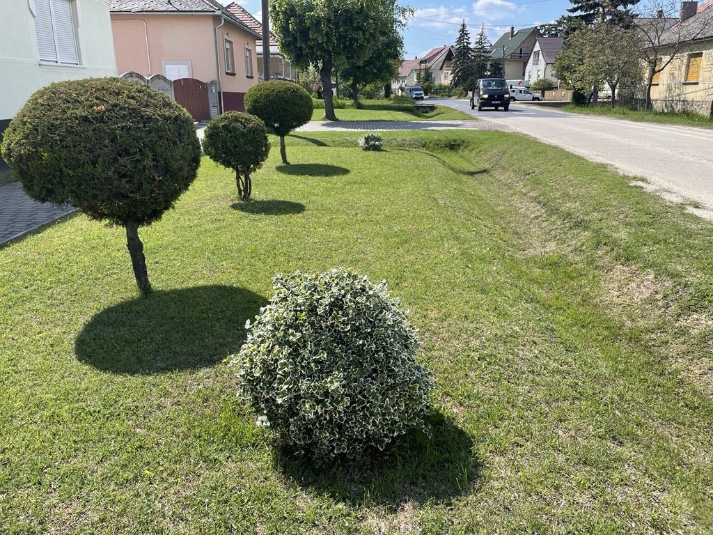 Új kerti trend hódít: 2025 a gömbfák éve