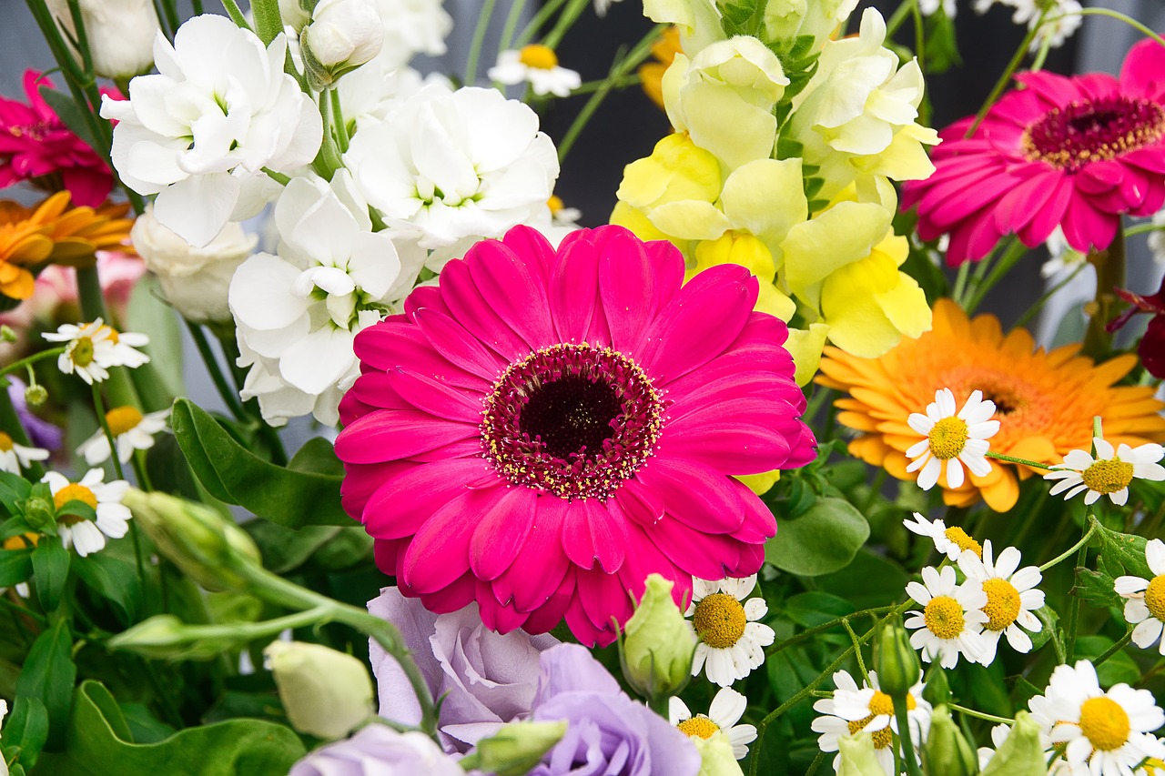 A gerbera évekig a kert dísze lesz, ha locsoláskor figyel erre