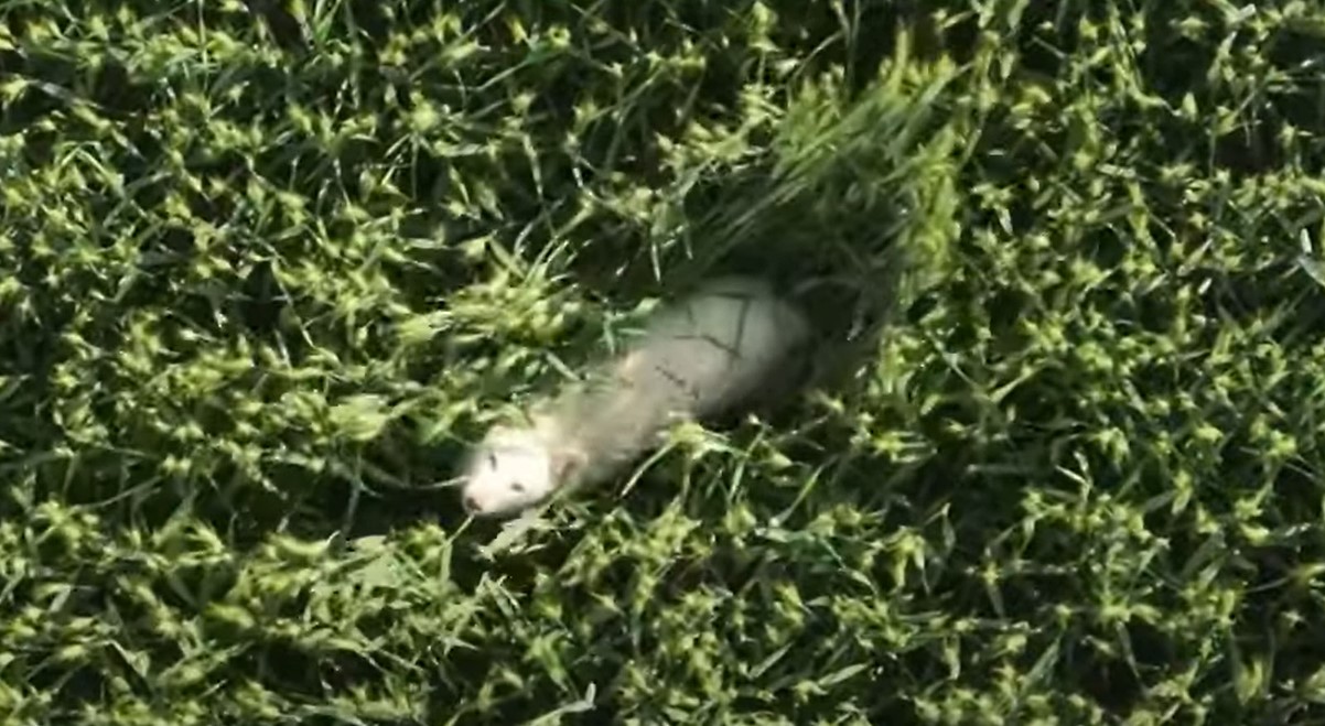 Videó: ritkán látott ragadozó bukkant fel a gemenci erdőben