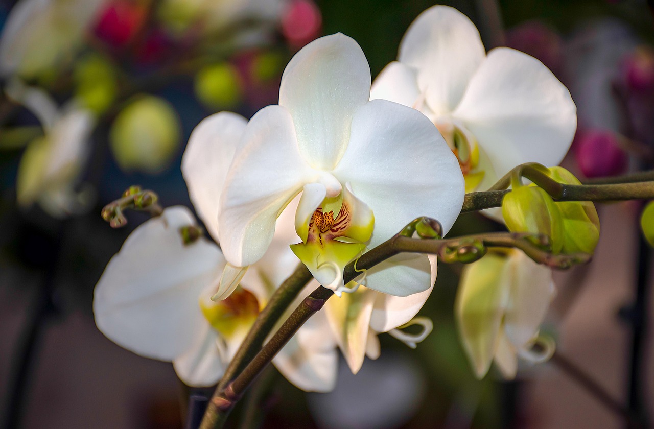 Ezért kezd el barnulni az orchidea levele – ne kövesse el ezt a hibát