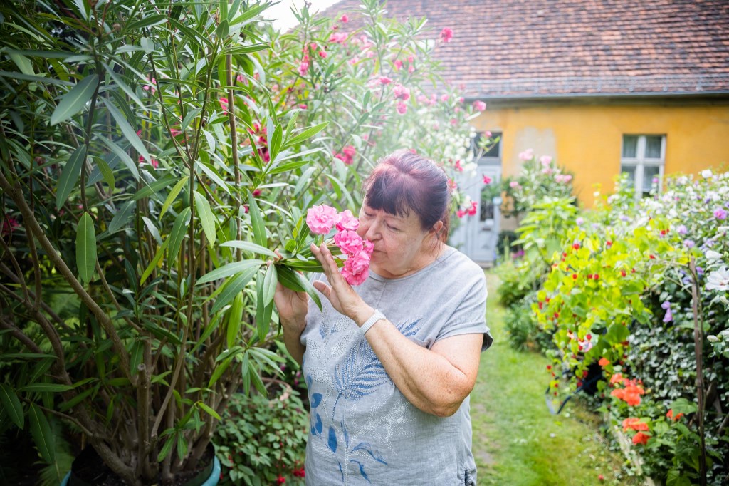 Leander ápolása júliusban, bevált tippek a bőséges virágzáshoz