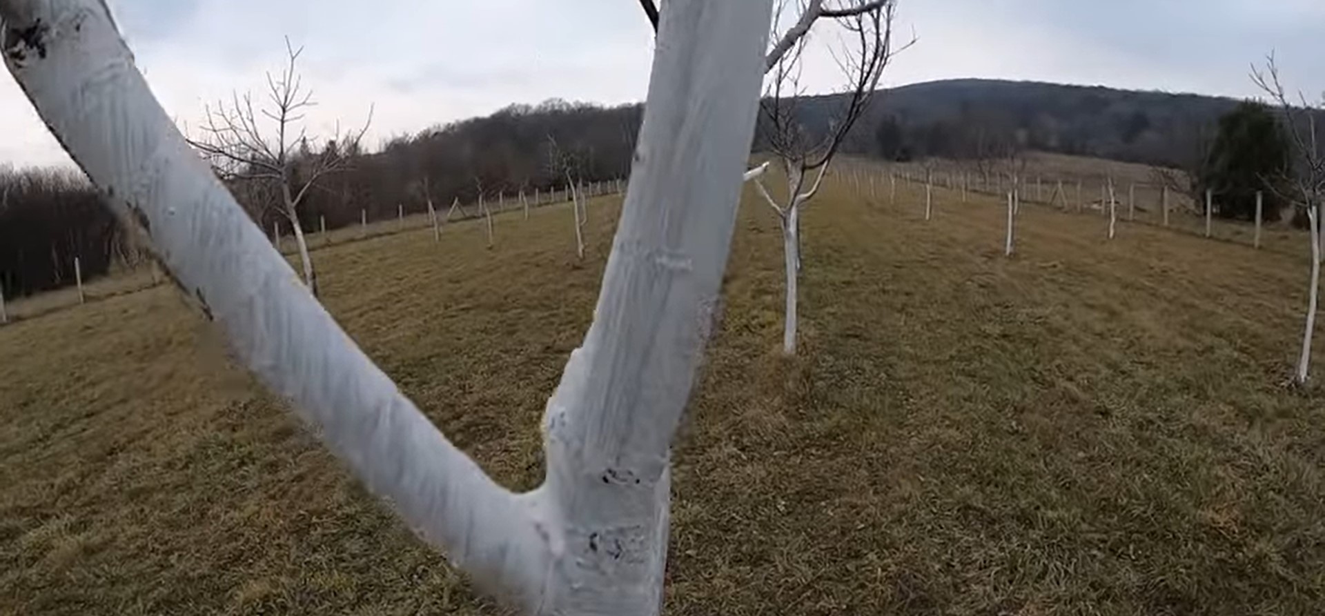 Még nincs késő! Itt az ideje a fa meszelésének!