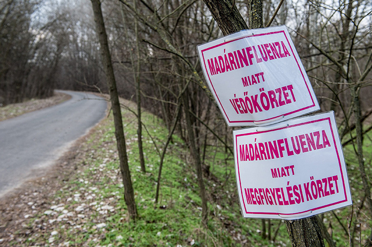 Madárinfluenza-fertőzés veszélyére figyelmeztető tábla egy állattartó telep közelében Kelebia határában 2016. november 15-én. Fotó: MTI / Ujvári Sándor