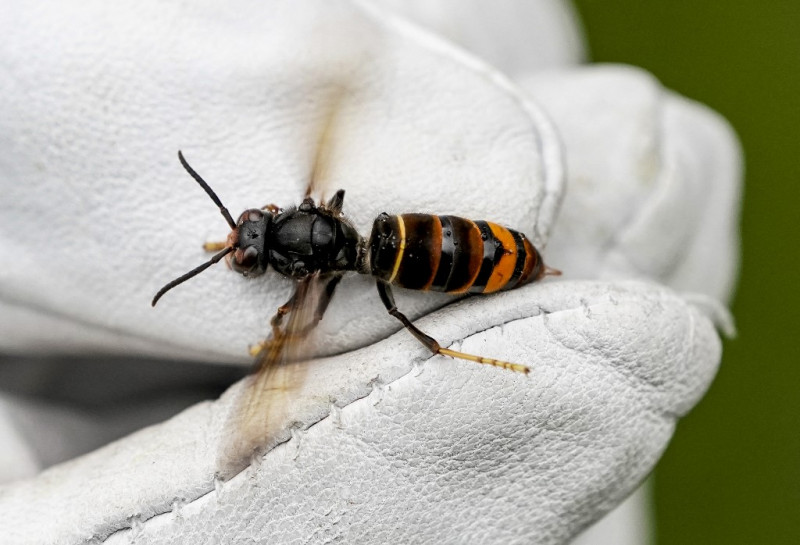 Asian hornet nest found in Hamburg