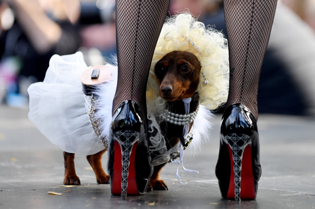 RUSSIA-ANIMAL-LIFESTYLE