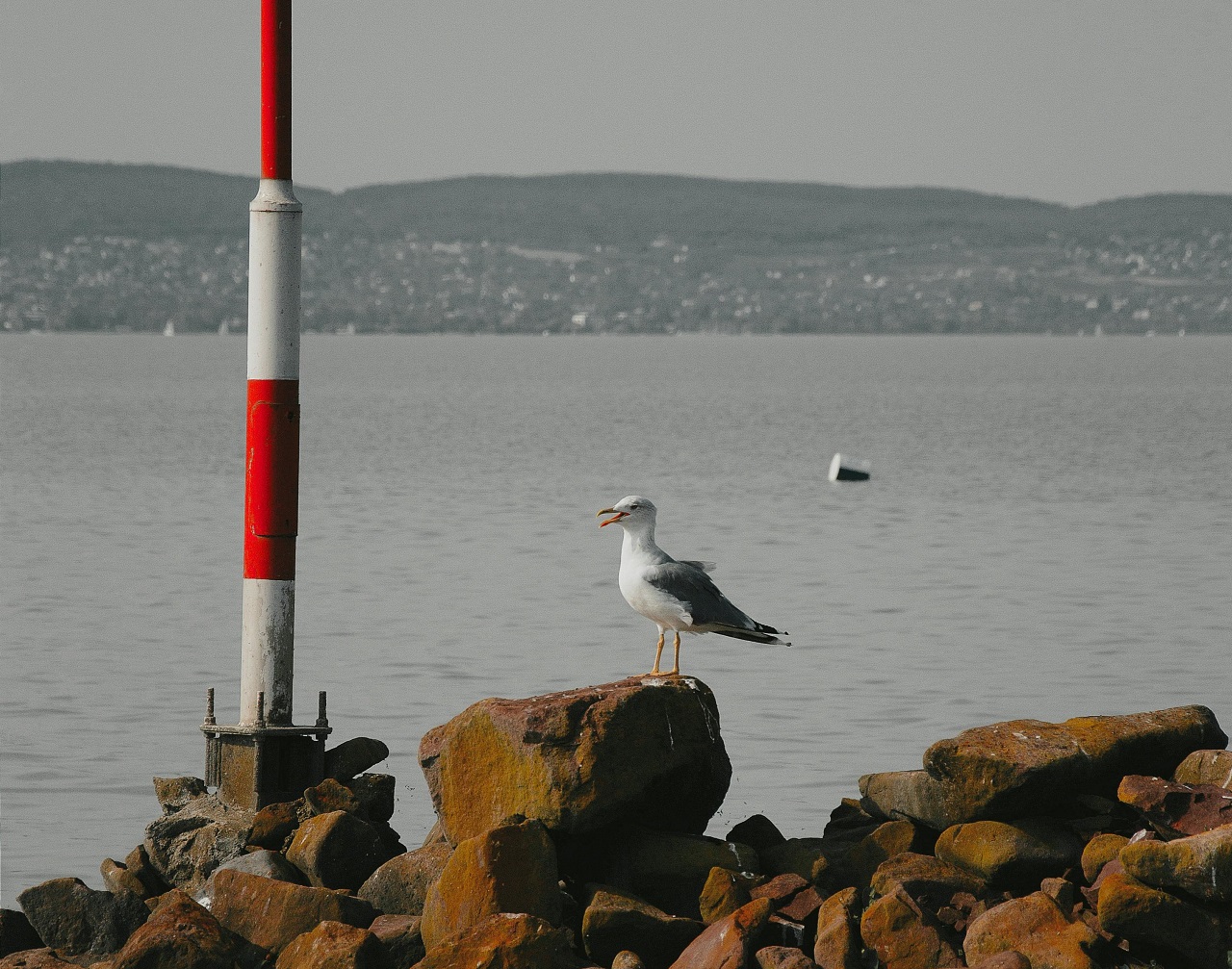 Újabb halszörny bukkant fel a Balatonban: videón a félelmetes bestia