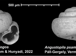 Magyar kutató vezetésével most fedezték fel a világ két legkisebb szárazföldi csigafaját