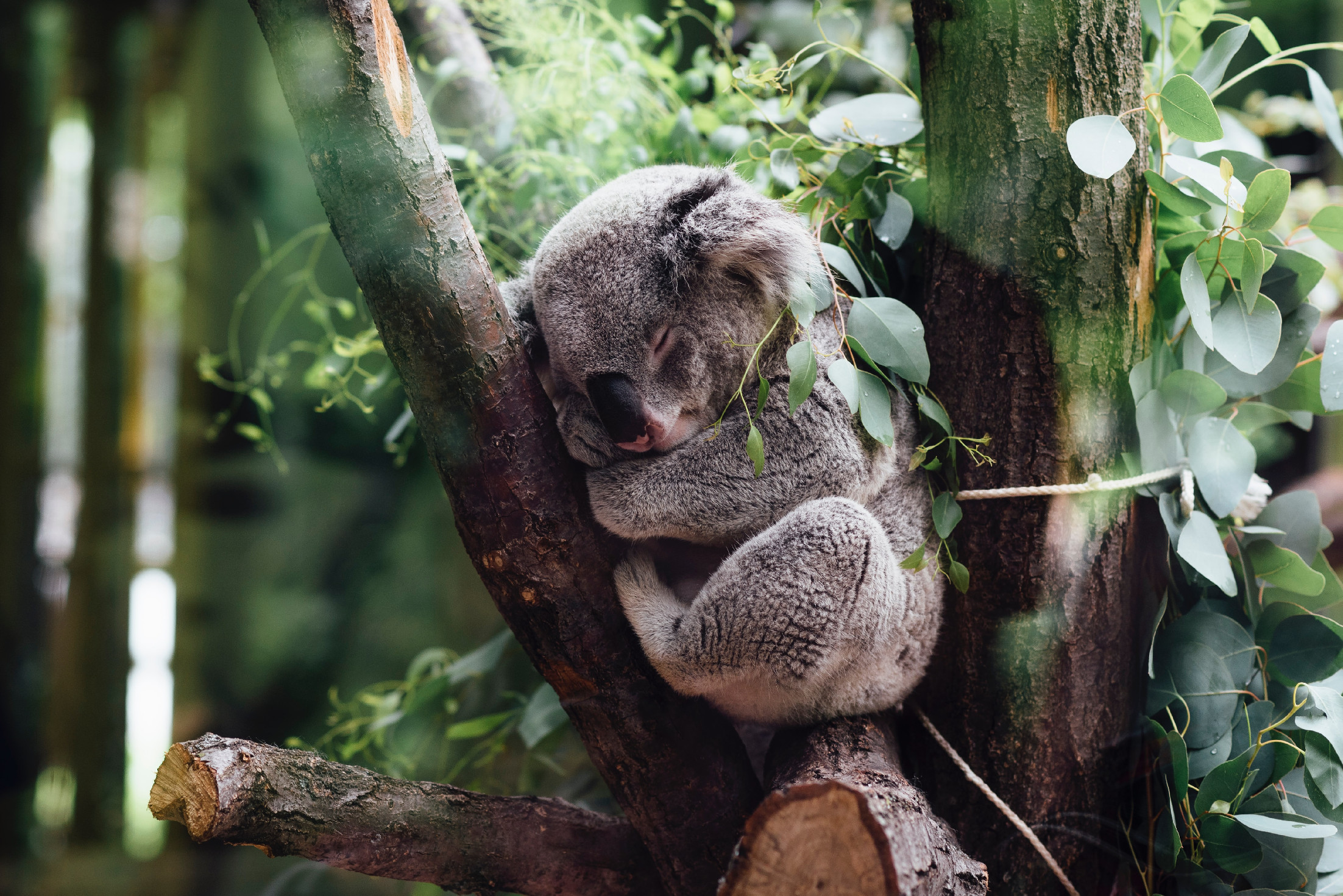 Hatvanezer koala veszhetett oda a pusztító erdőtűzben 
