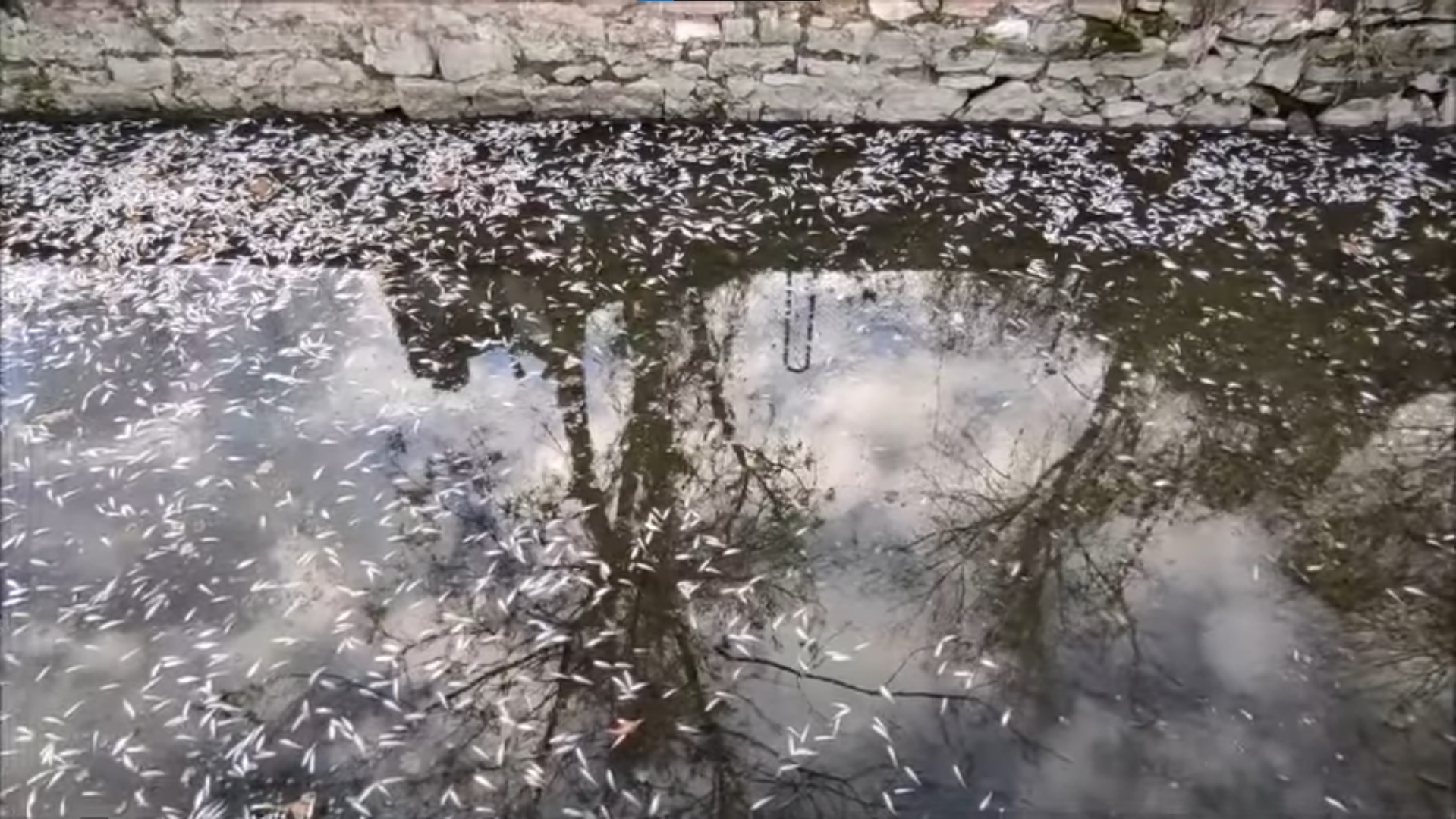 Rengeteg hal pusztult el a tatai Öreg-tóban