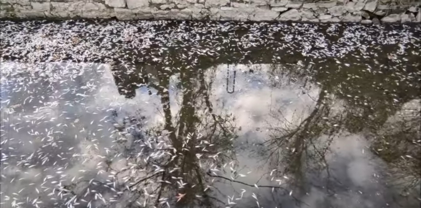 Rengeteg hal pusztult el a tatai Öreg-tóban