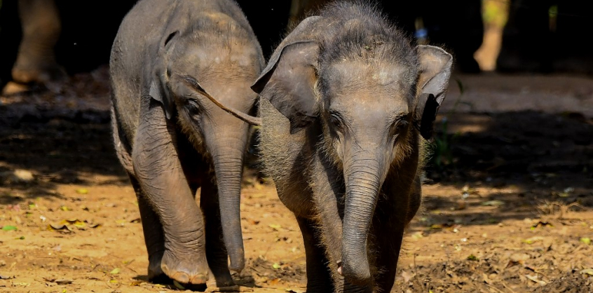 Rengeteg elefánt hal meg a műanyagszemét miatt