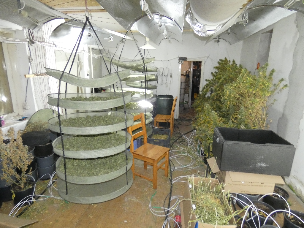Brutális mennyiségű marihuánát termesztett egy gyáli férfi