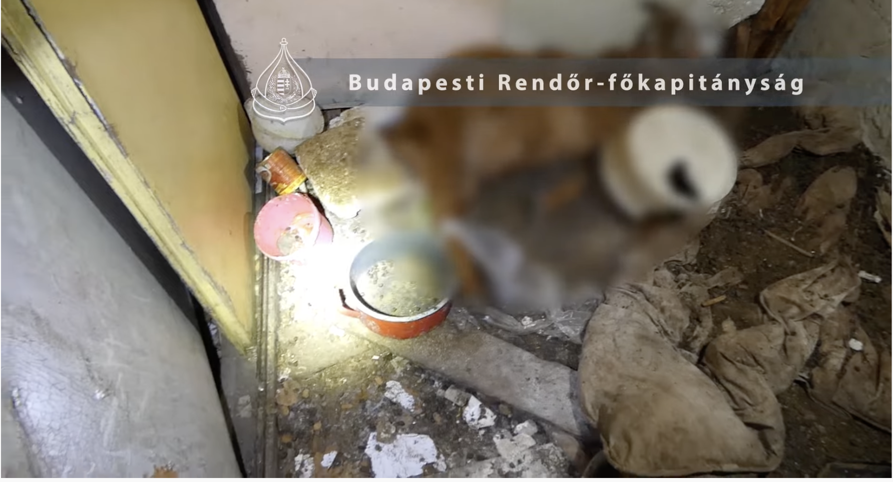 Videón a csepeli házaspár lakhelye, ahol több háziállatot hagytak elpusztulni