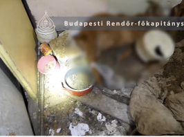 Videón a csepeli házaspár lakhelye, ahol több háziállatot hagytak elpusztulni