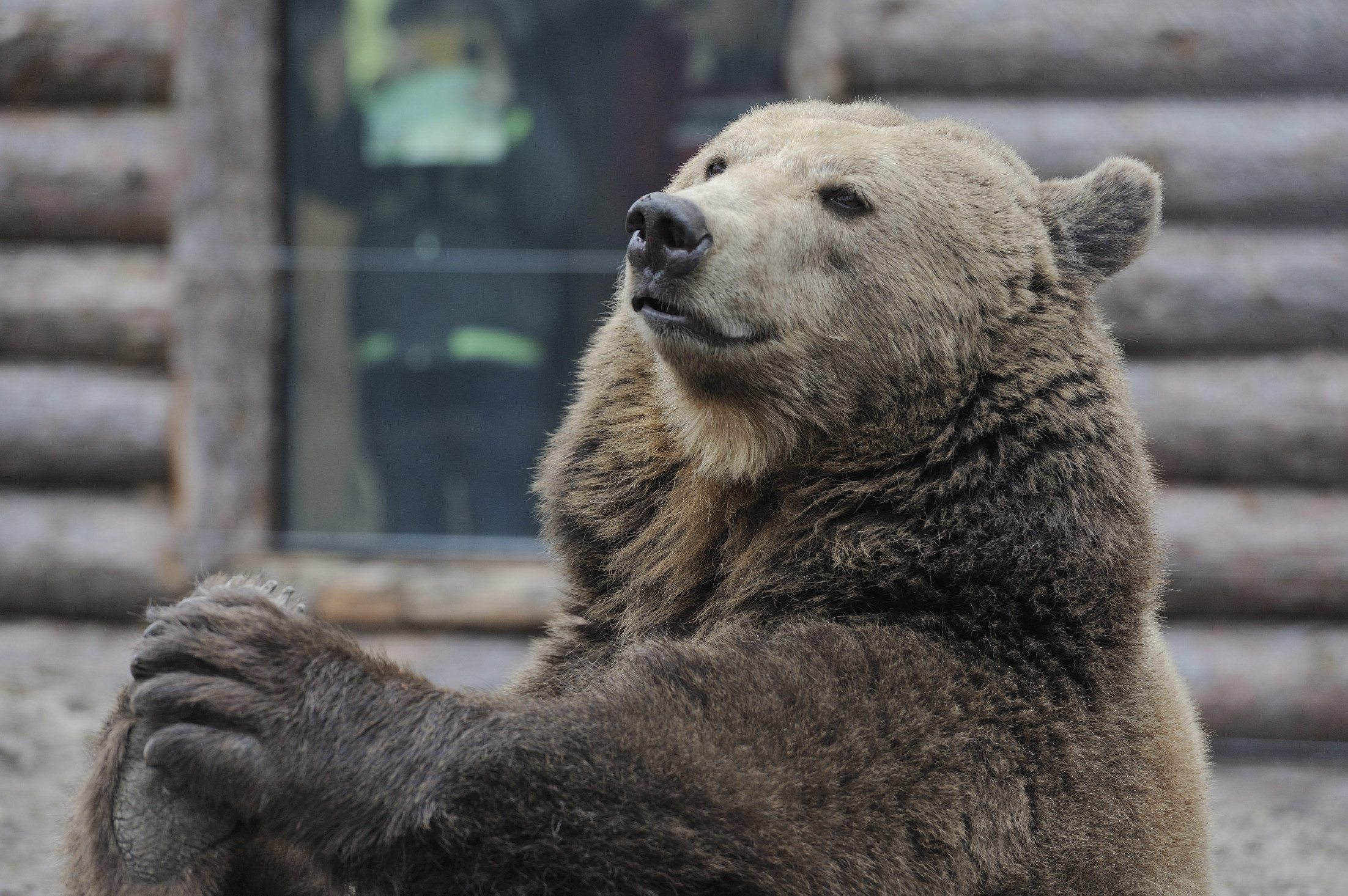 Bükki medvekaland: élve hagyta a túrázókat Gallér, a gavallér