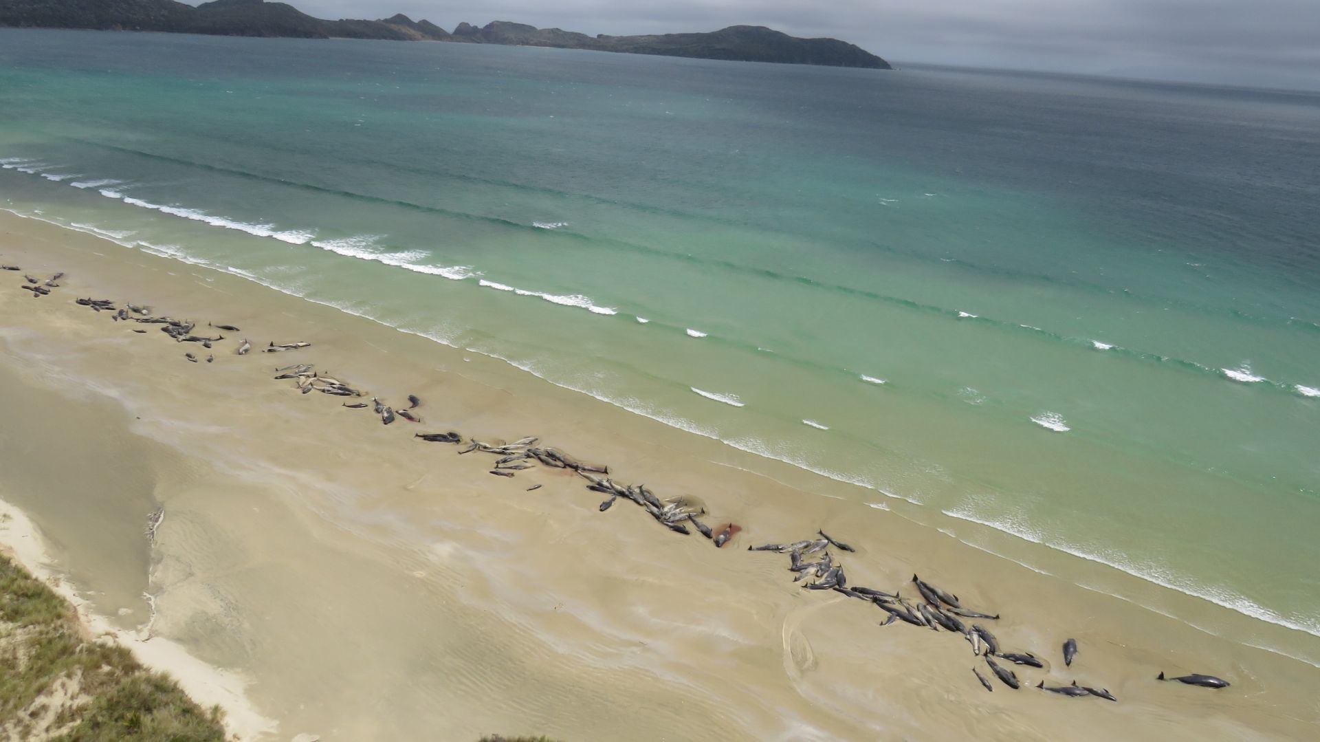 Elpusztultak a Pitt-szigetnél partra vetődött gömbölyűfejű delfinek