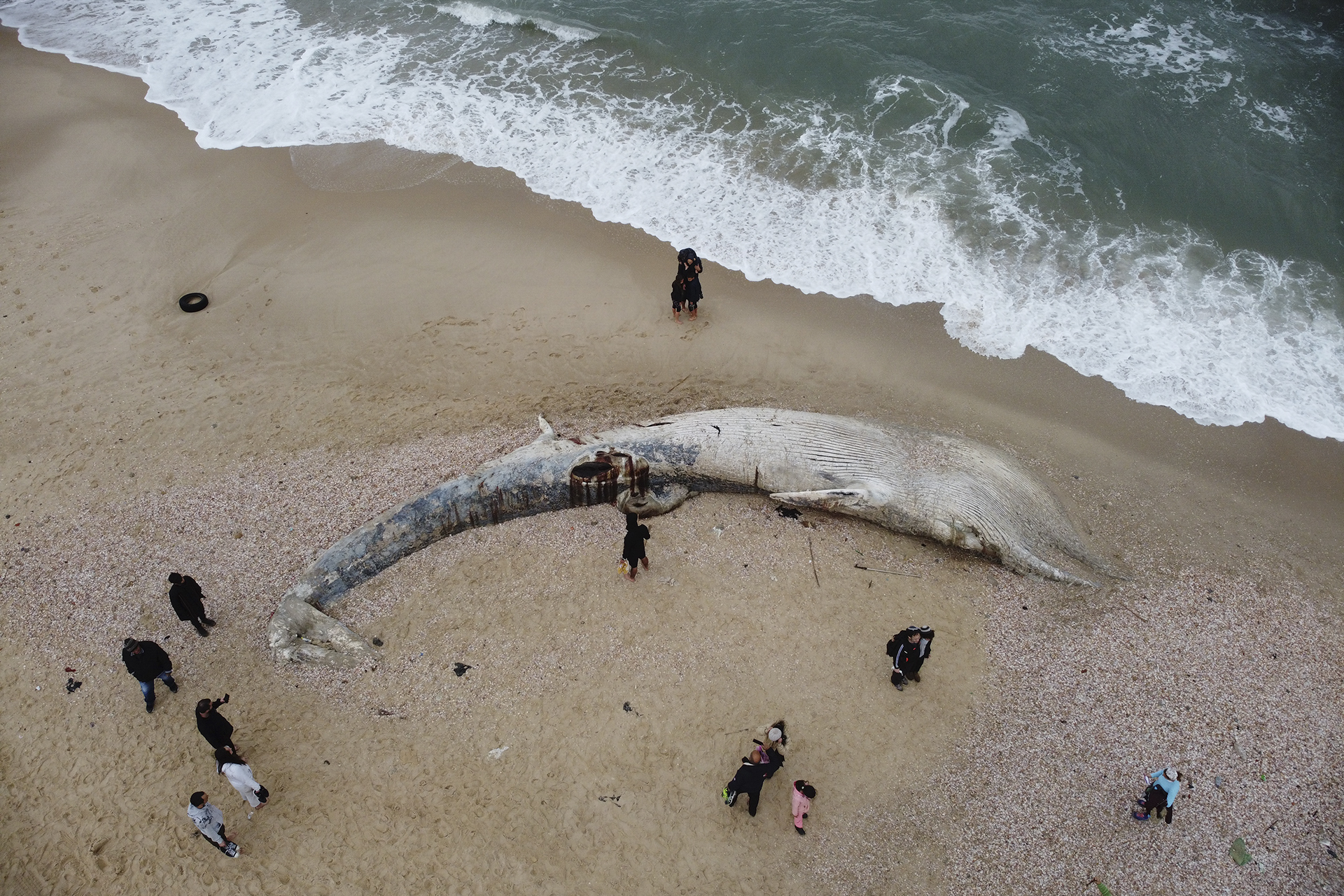 Negyventonnás, 18 méteres nagy ámbráscetet találtak holtan a kínai tengerparton