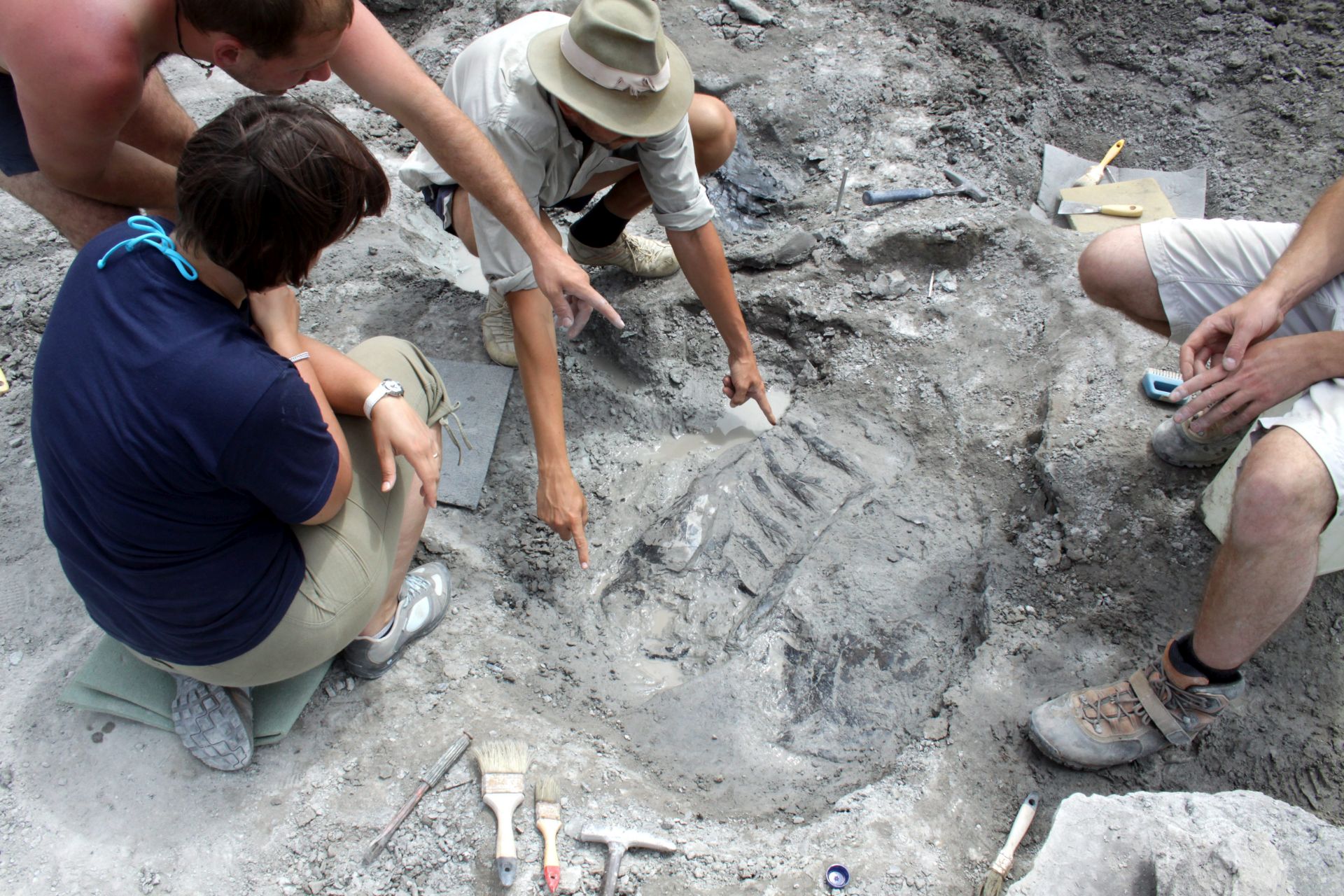 Erdélyben újra felfedezték a Magyarosaurus lelőhelyét