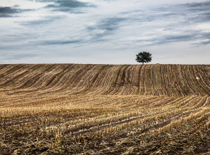 Egymillió hektár magyar termőföldet érinthet az aszály