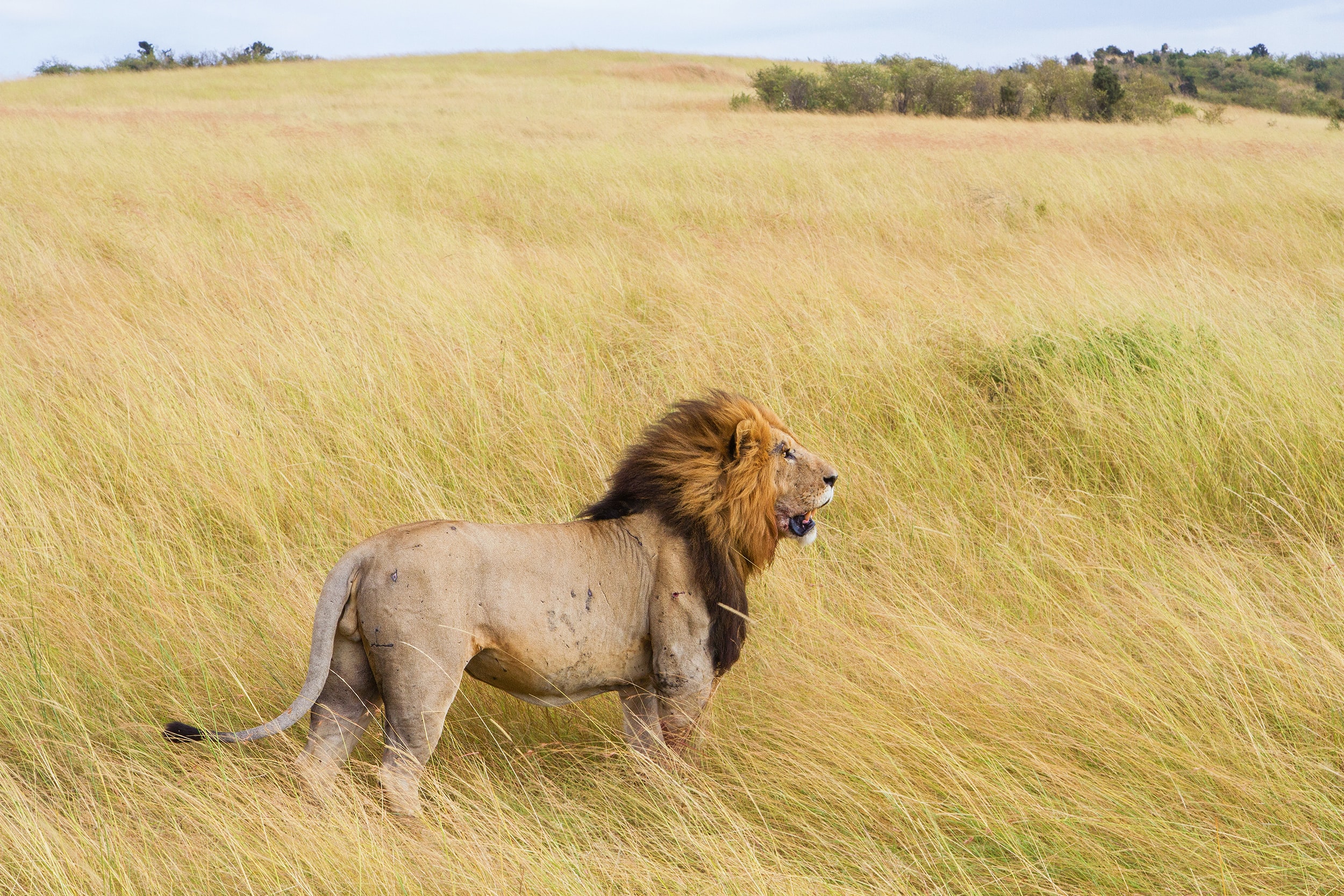 Hat megmérgezett oroszlán tetemére bukkantak egy ugandai nemzeti parkban