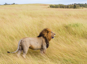 Hat megmérgezett oroszlán tetemére bukkantak egy ugandai nemzeti parkban