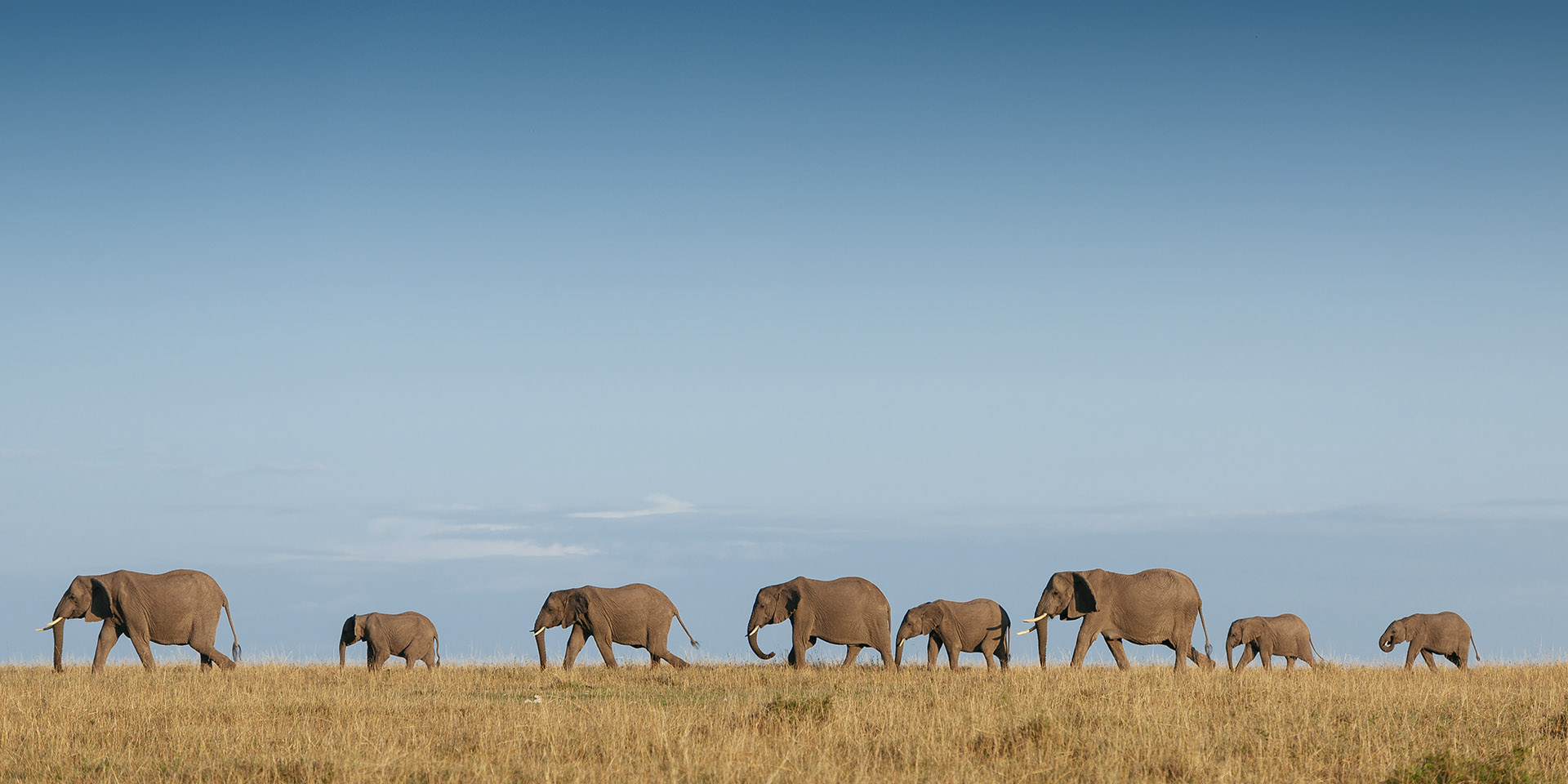 Több száz elefántot vadászhatnak le a világ legnagyobb csordájából
