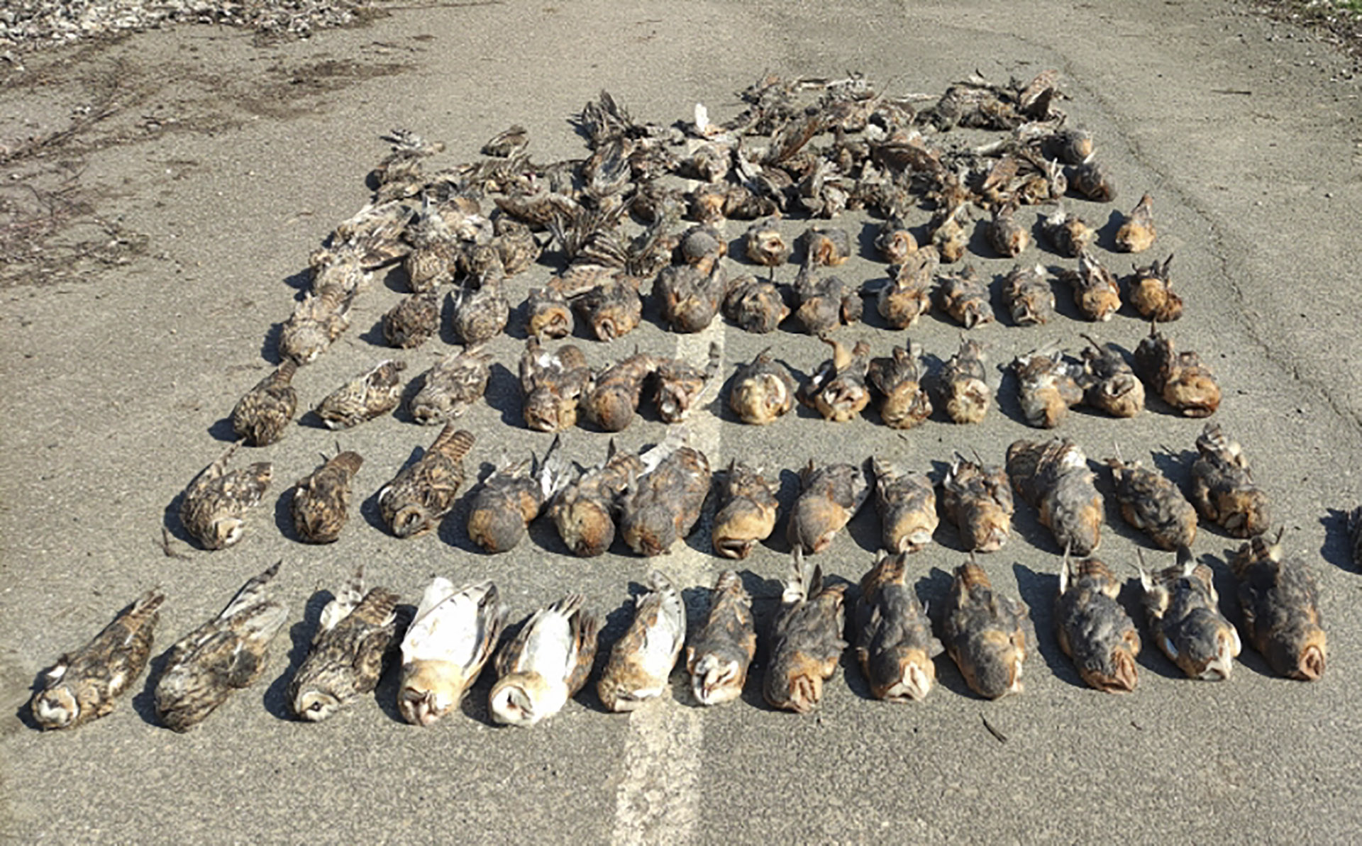 Félelmetes mennyiségű elütött madár tetemét szedték össze Jász-Nagykun-Szolnok megyében