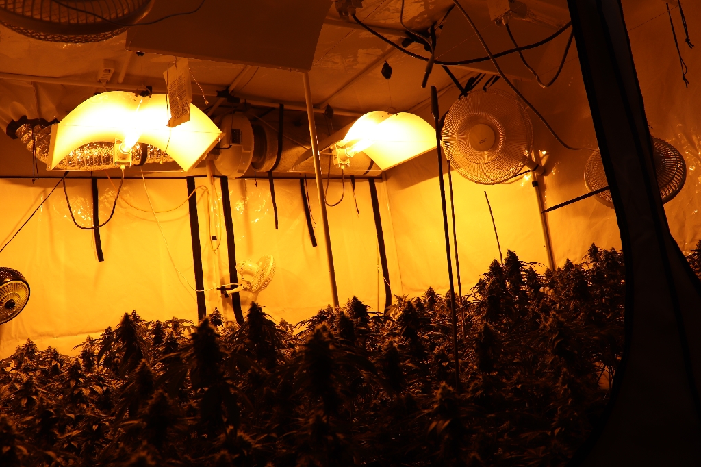 Lakásban termesztették a marihuánát, végül a szag buktatta le őket