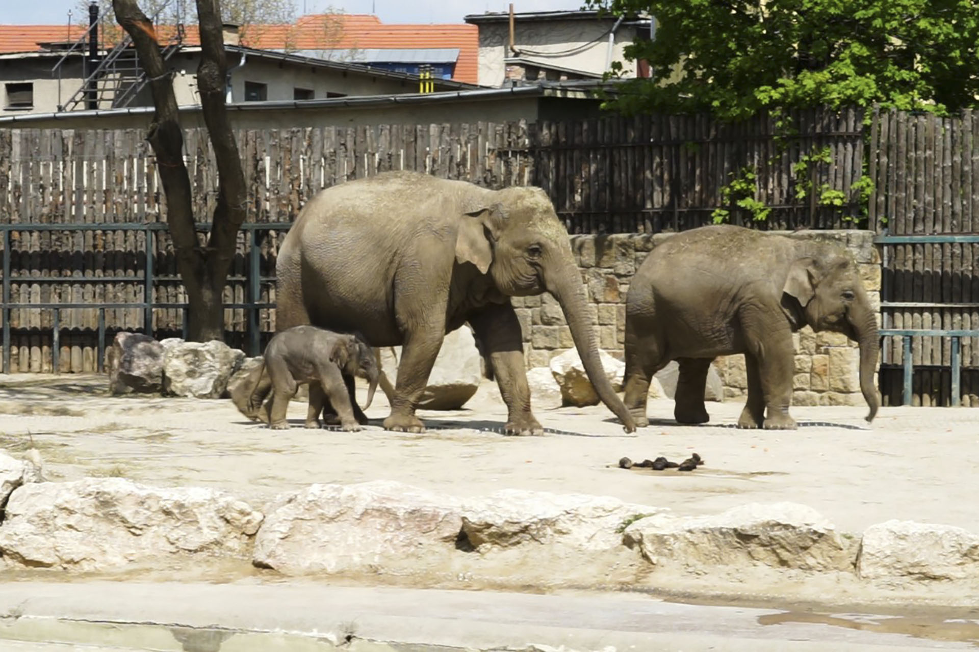 Fiú az újszülött elefánt, nevet keres neki az Állatkert