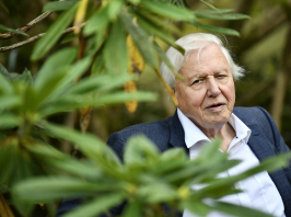96 éves a Föld Bajnoka, Sir David Attenborough