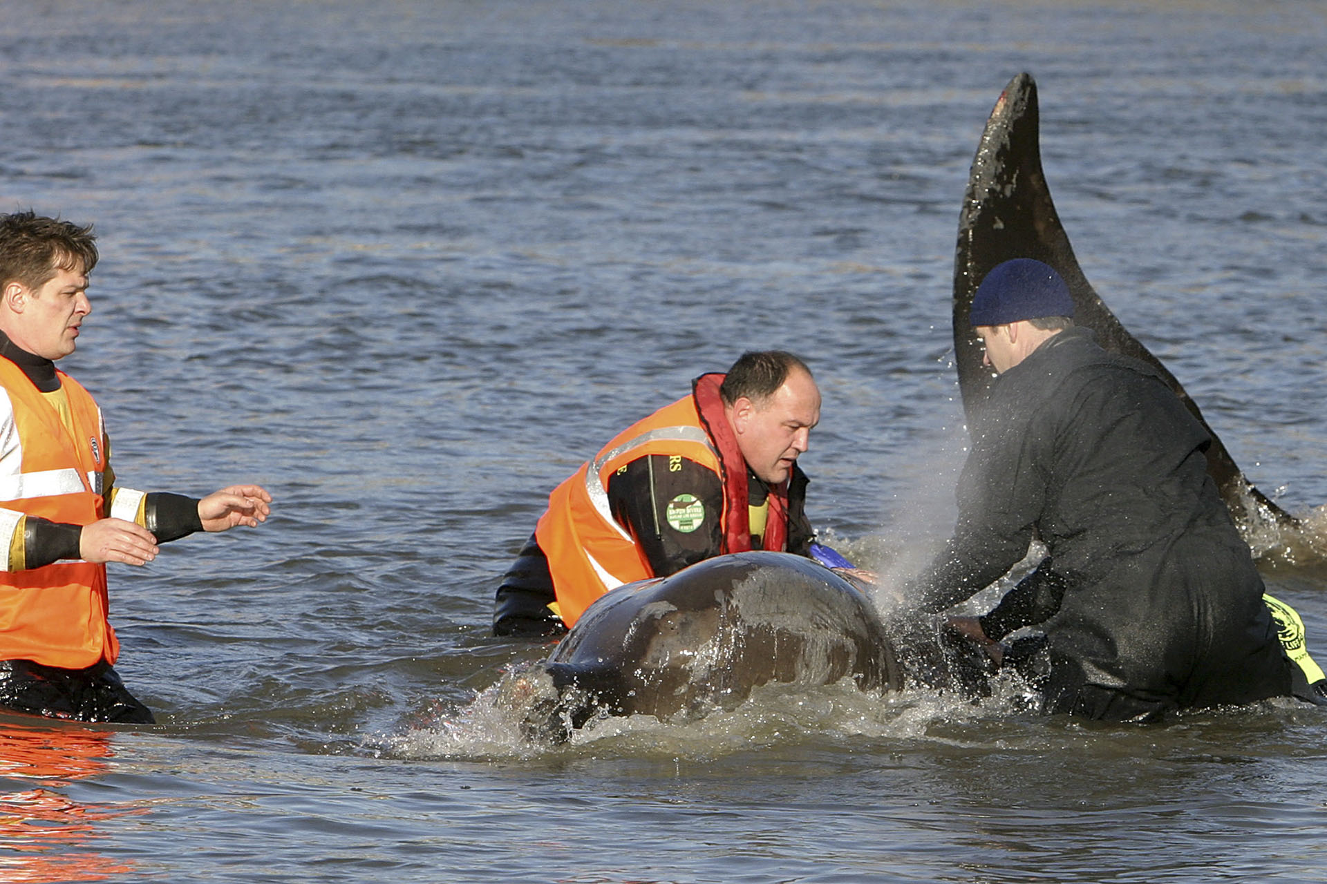 Négyméteres bálnát szabadítottak ki a Temzéből