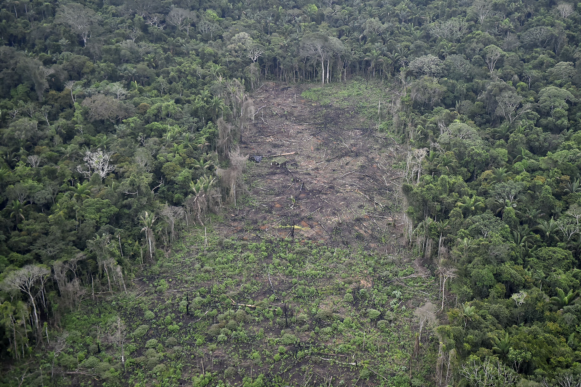 WWF: Egy franciaországnyi erdő nőtt természetes módon az elmúlt két évtizedben