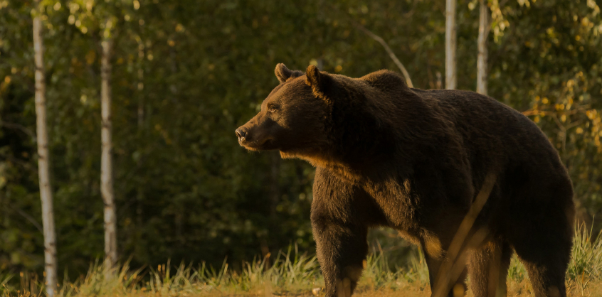 Kártérítést fizetnek a tusnádi medvetámadás áldozatának