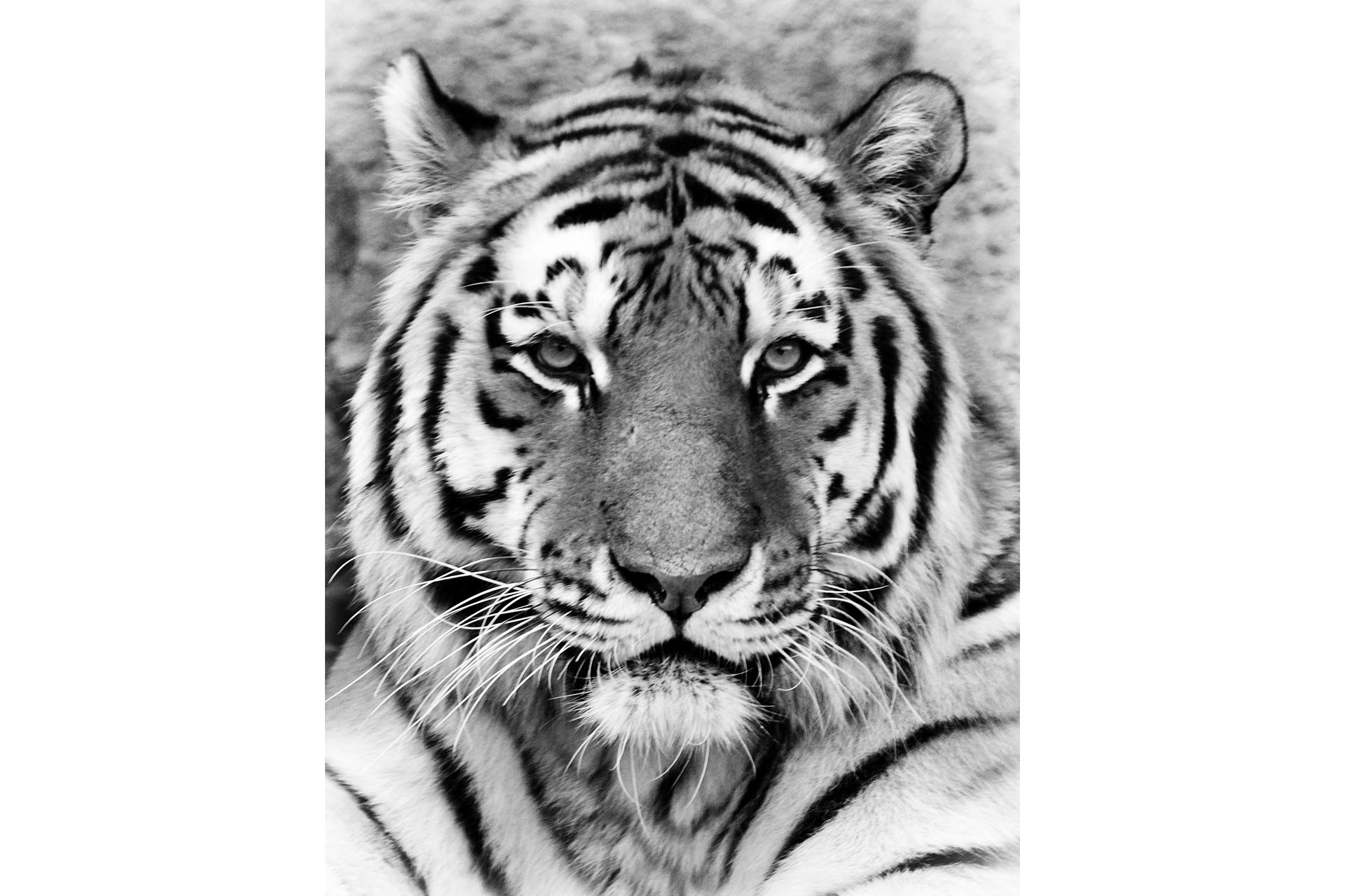 Elaltatták Norbit, a Fővárosi Állatkert tigrisét