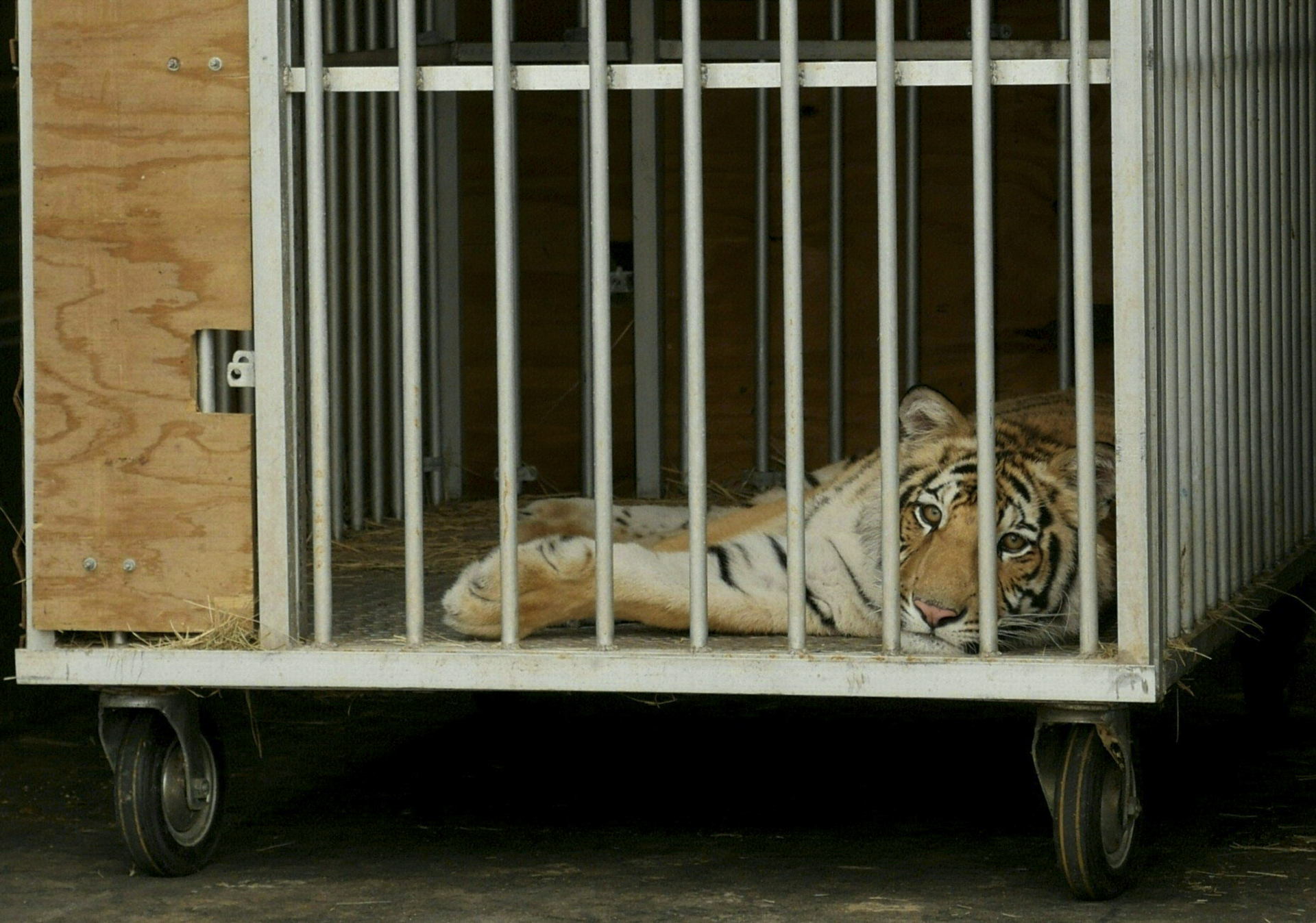 Kis riadalom után előkerült a Houstonban elkóborolt tigris