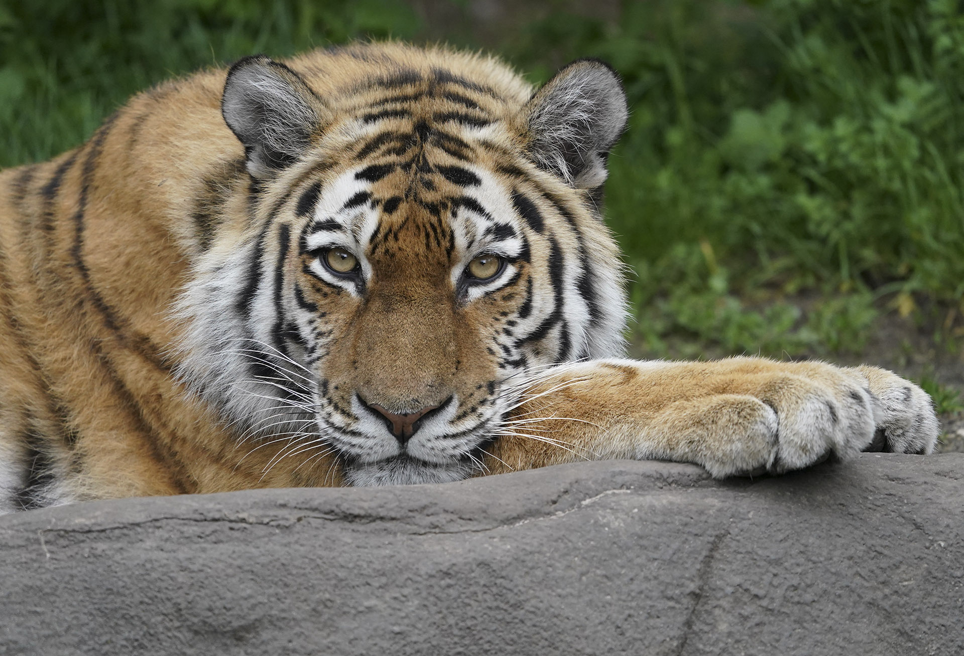 Csaknem 70 tigrist és oroszlánt mentettek meg a Tiger King állatkertjéből