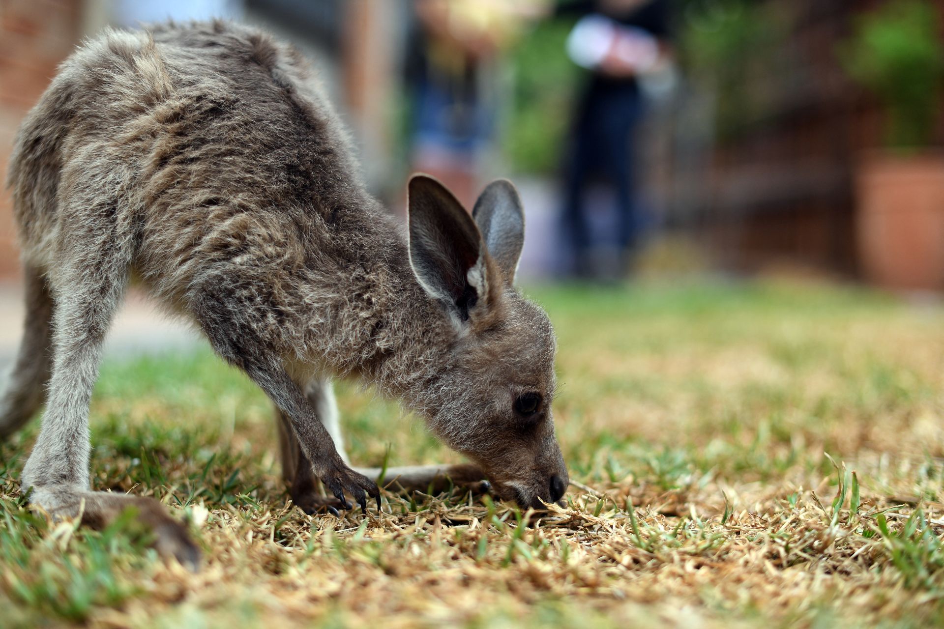 Macskamentes rezervátummal védik a kicsi kengurukat
