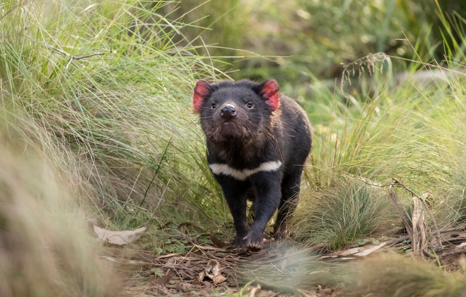 Háromezer év után újra tasmán ördögök születtek Ausztráliában