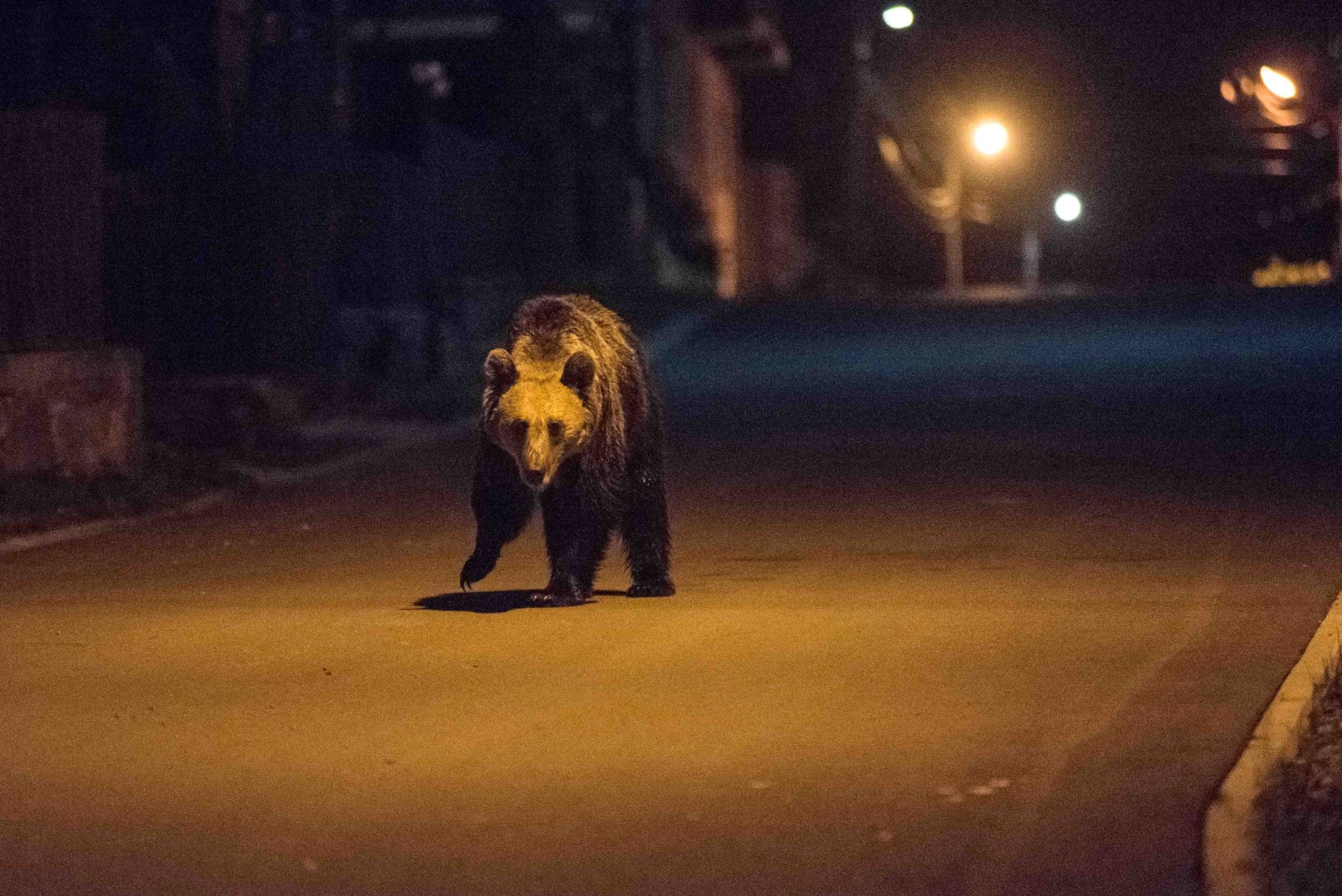 Olimpiai helyszínen garázdálkodott egy medve, lelőtték - Videó