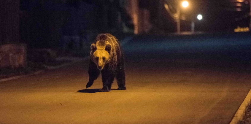 Medvét látott, megállt, kihajolt az autóból – nem kellett volna