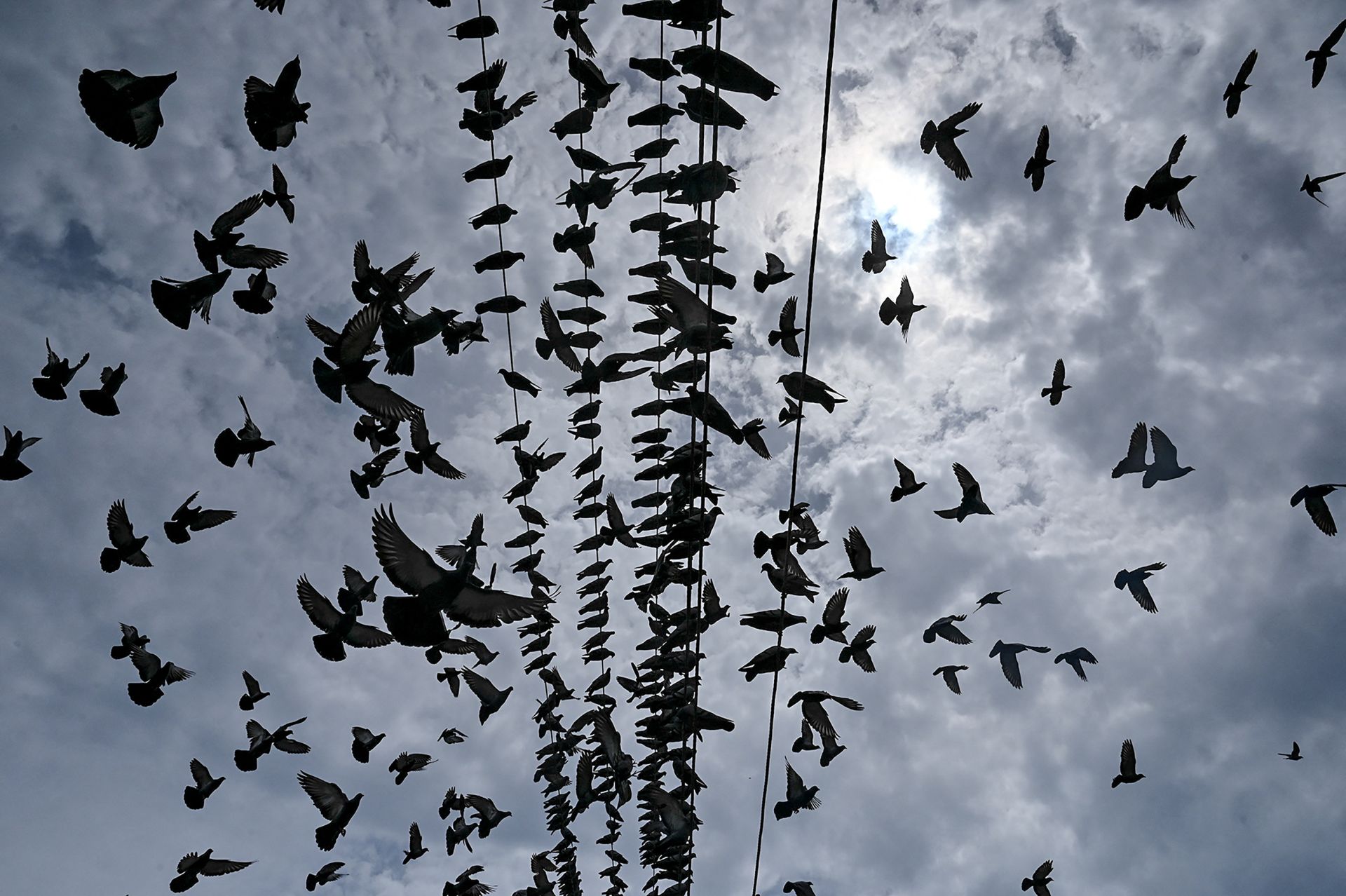 Több mint félezer madár pusztult el áramütés miatt, sok a veszélyeztetett