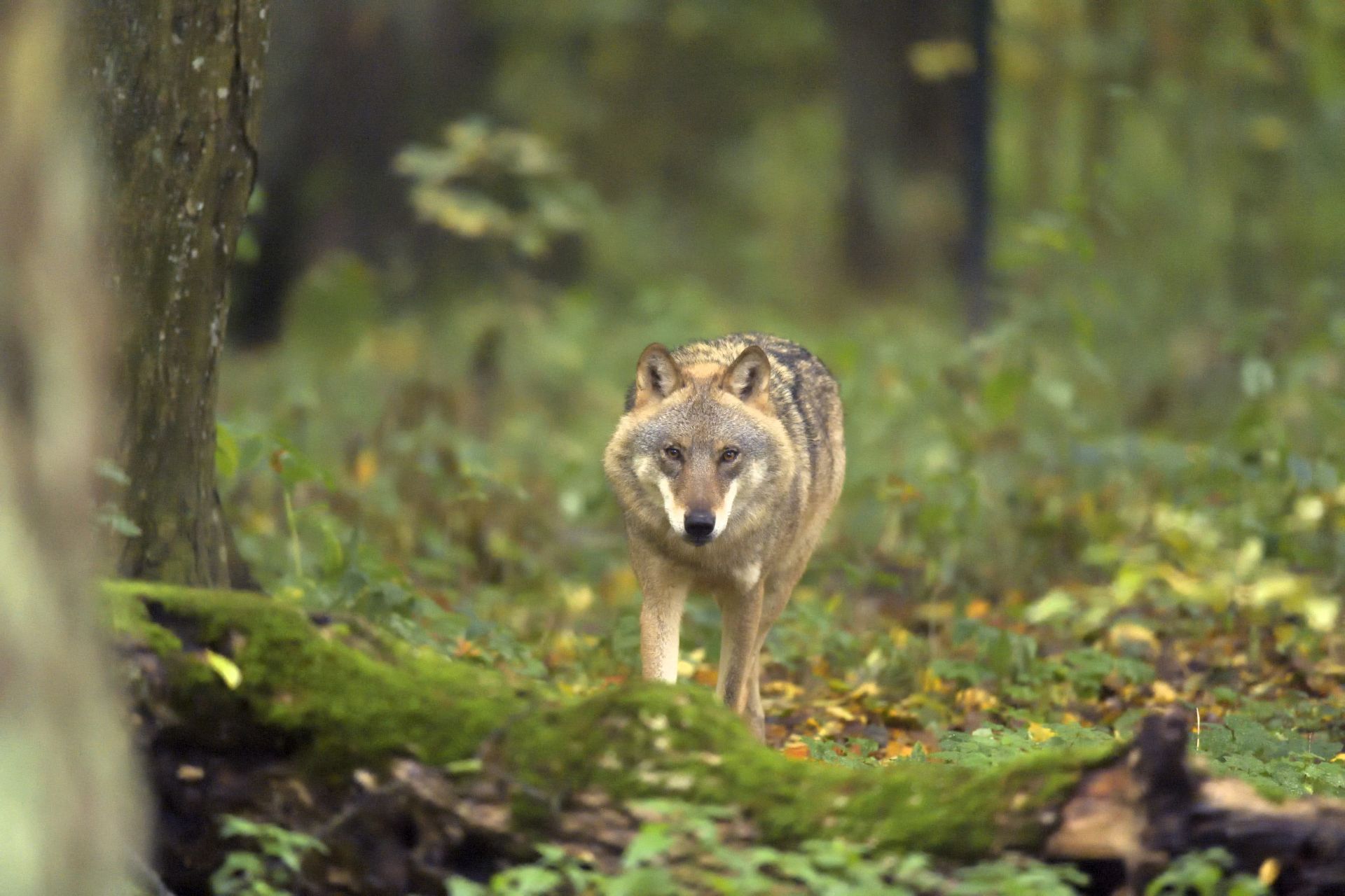 Egyre nagyobb károkat okoznak a farkasok a Bükkben