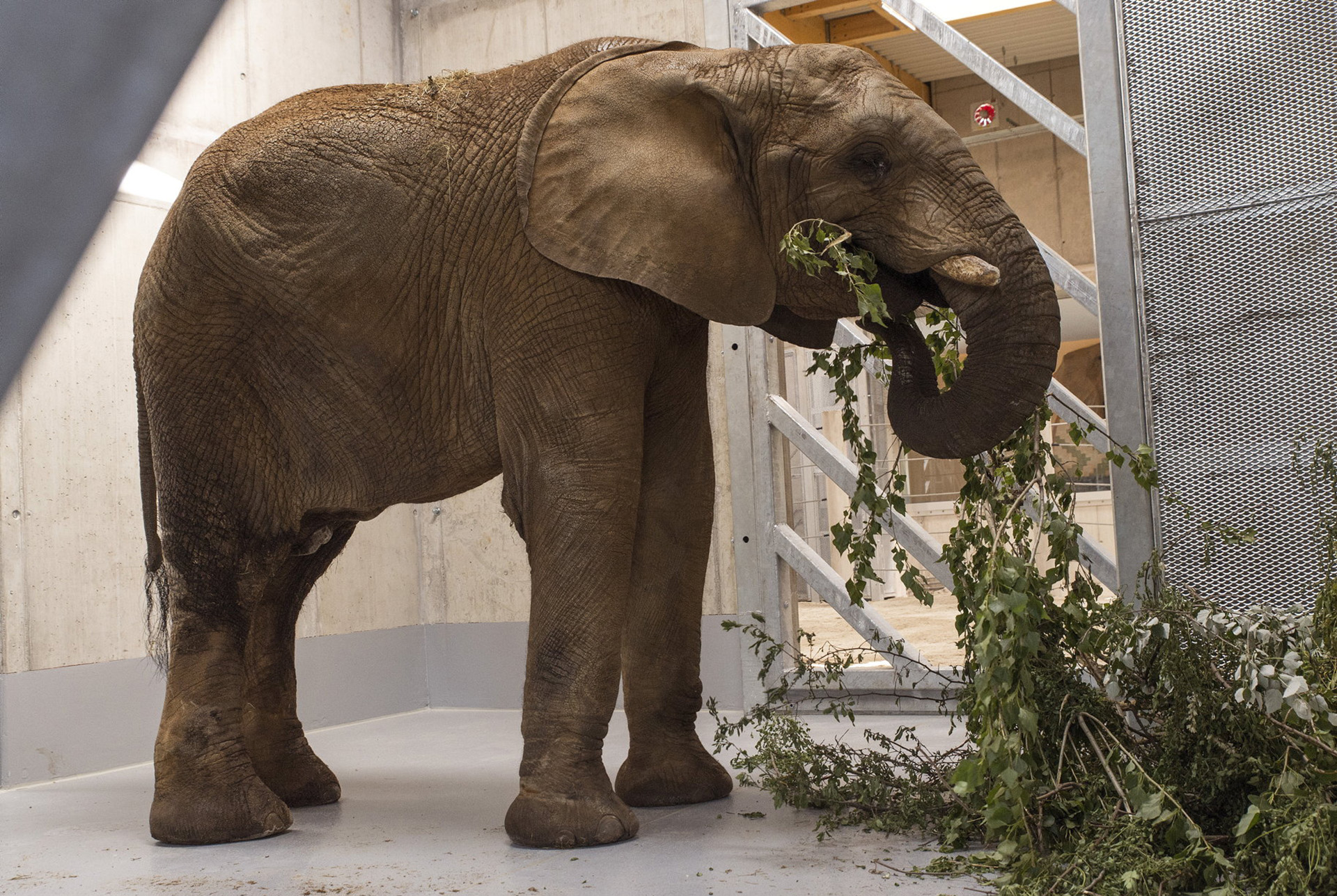 Cuki: Bou-Bou, az afrikai elefánt megérkezett a győri állatkertbe